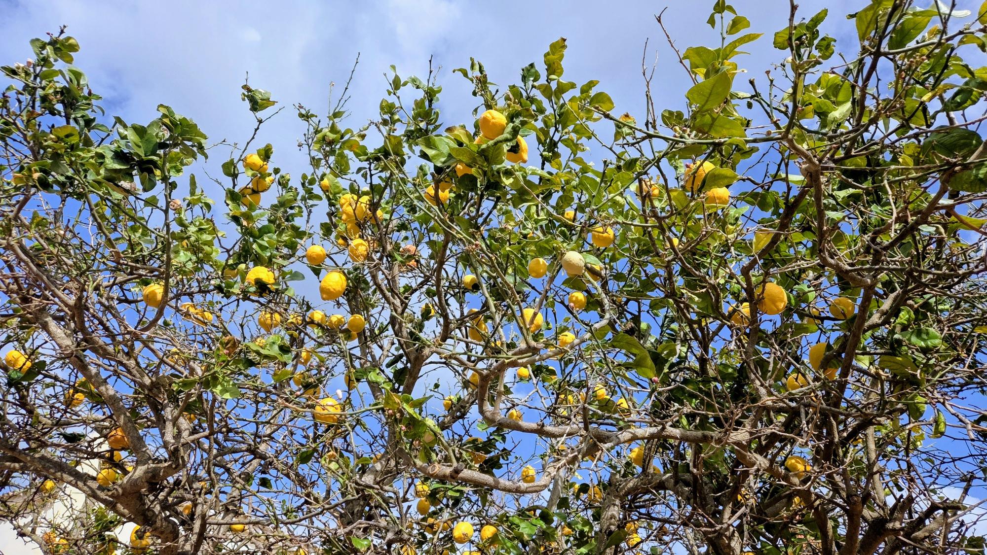 Menorca’s Food Sustainability Revolution: Zero-Kilometre Producers and Regenerative Farming Explained